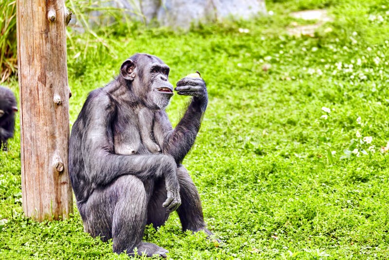 Macaco do chimpanzé foto de stock. Imagem de chimpanzés - 29433666