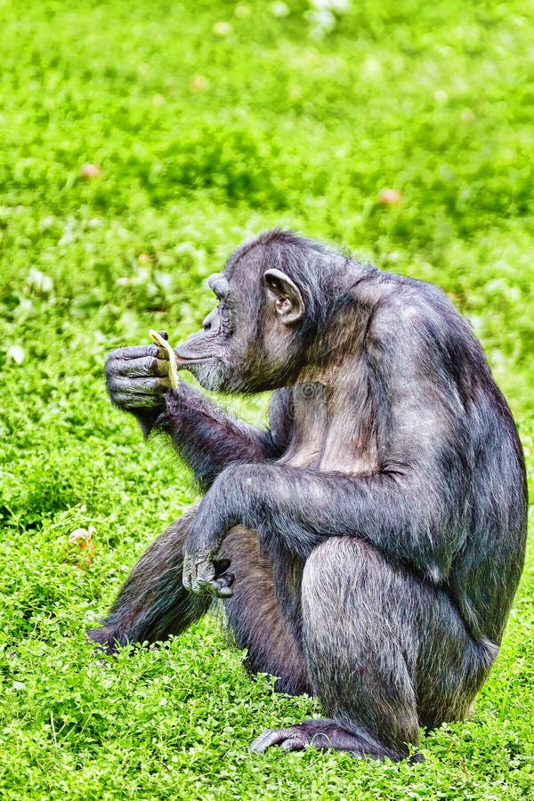 Chimpanzé No Centro De Resgate De Macacos Do Mundo Dos Macacos Na  Inglaterra Dorsal Imagem de Stock - Imagem de grama, macaco: 239336051