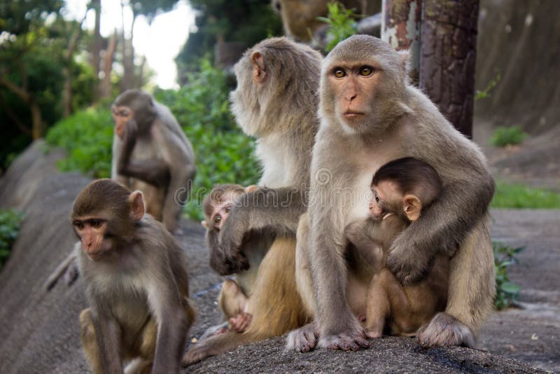 Macacos Fofos Na Montanha Dos Macacos No Condado De Lingshui, Hainan Imagem  Grátis_Foto Número 501671139_JPG Formato Imagem_