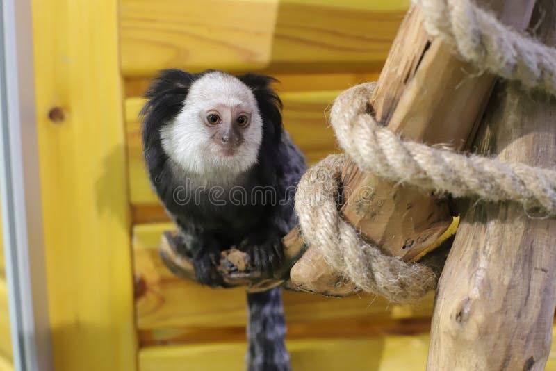 Macaco sagui brincando nos galhos das árvores