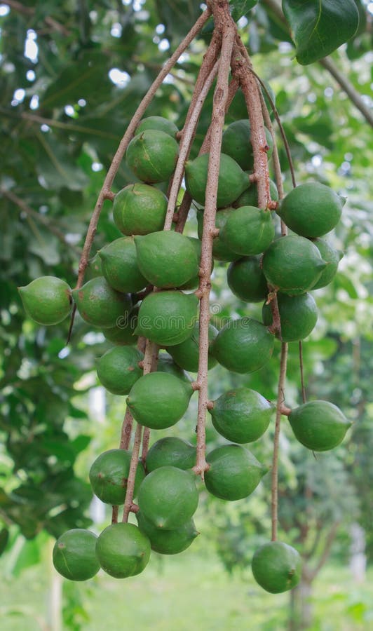 Macadamia fotografie stock