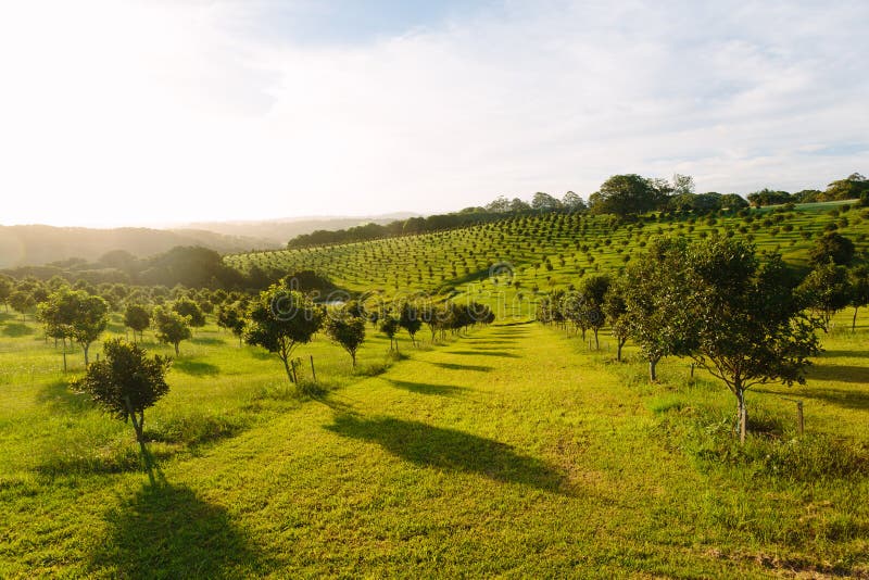 Macadamia orchard at Byron Bay, Bangalow, NSW, Australia. Macadamia orchard at Byron Bay, Bangalow, NSW, Australia