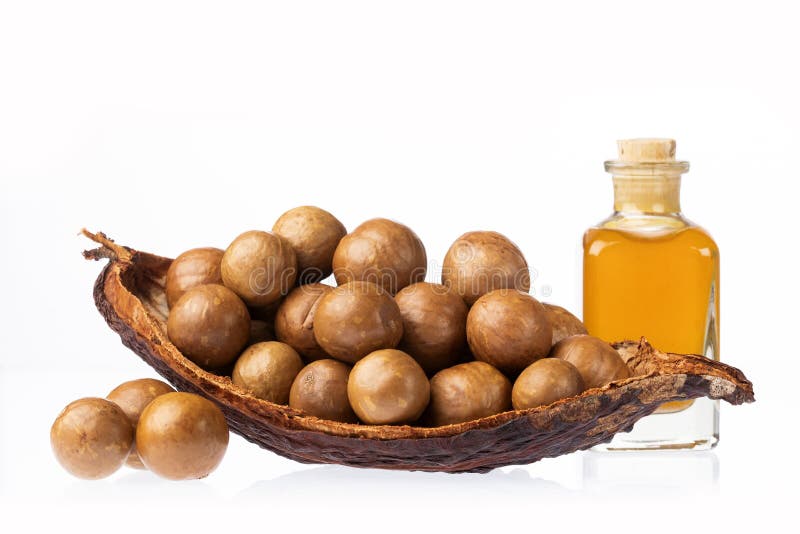 Macadamia Integrifolia Nuts and Macadamia Oil Stock Image Image of