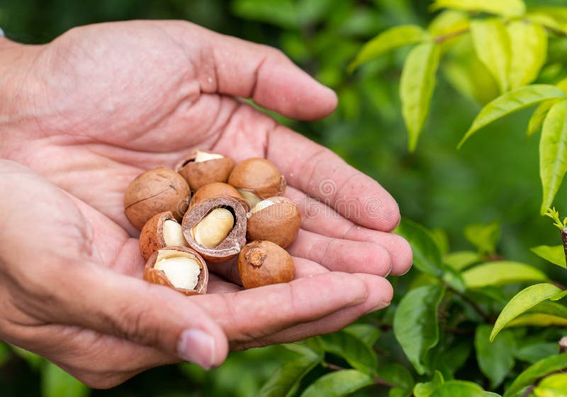 Macadamia na ręce obrazy royalty free Macadamia na ręce obrazy royalty free