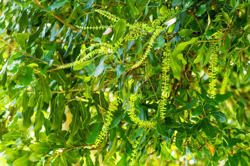 Macadamia nut flowers stock photo. Image of plant, cluster 65113712