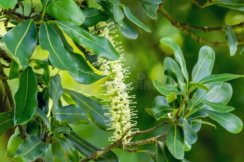 Macadamia nut flowers stock photo. Image of bokeh, food 70372010