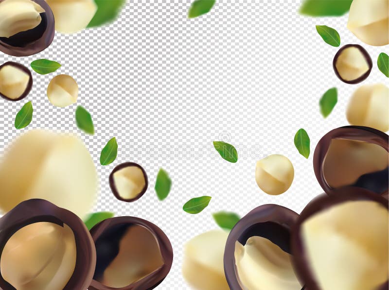 Macadamia nuts background. Flying macadamia with green leaf on transparent background. 3D realistic nuts. Macadamia stock illustration