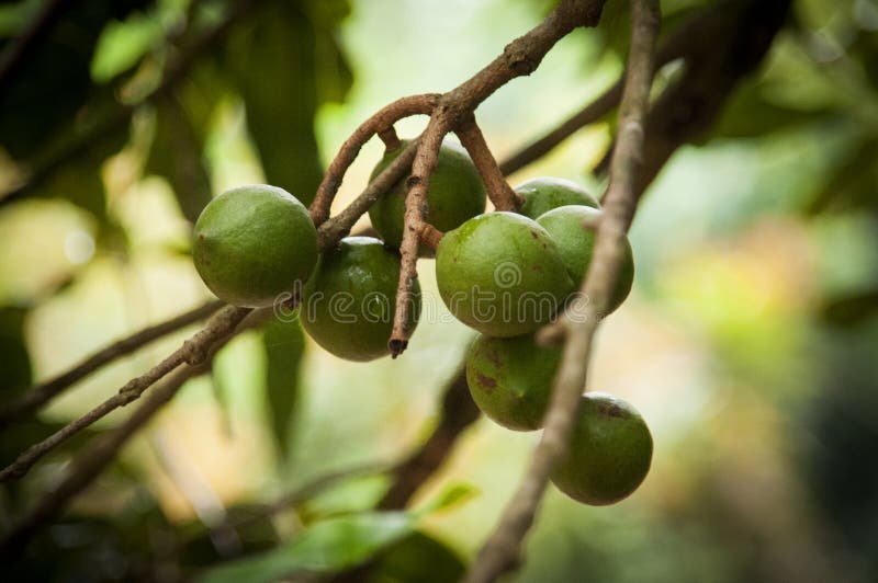 555 Macadamia Nut Farm Stock Photos Free & RoyaltyFree Stock Photos