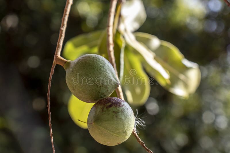 Macadamia Nuts on the Evergreen Tree, Macadamia Plantation Stock Image