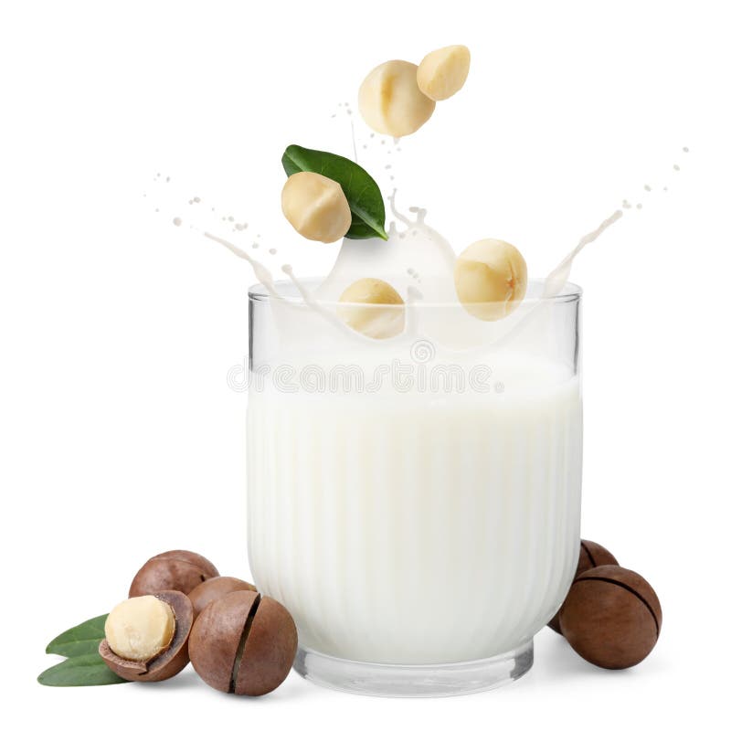 Macadamia nuts falling into glass of milk on white background vector illustration