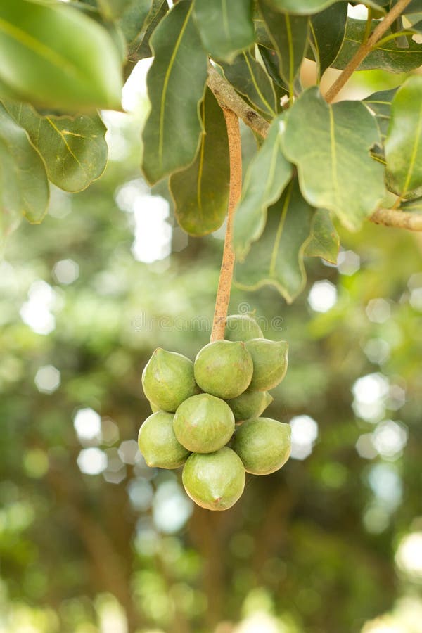 Macadamia nuts stock photo. Image of leaf, plant, garden - 30700864