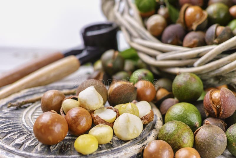 Macadamia Nuts with Shell Tasty Expensive Fat Nuts Stock Photo
