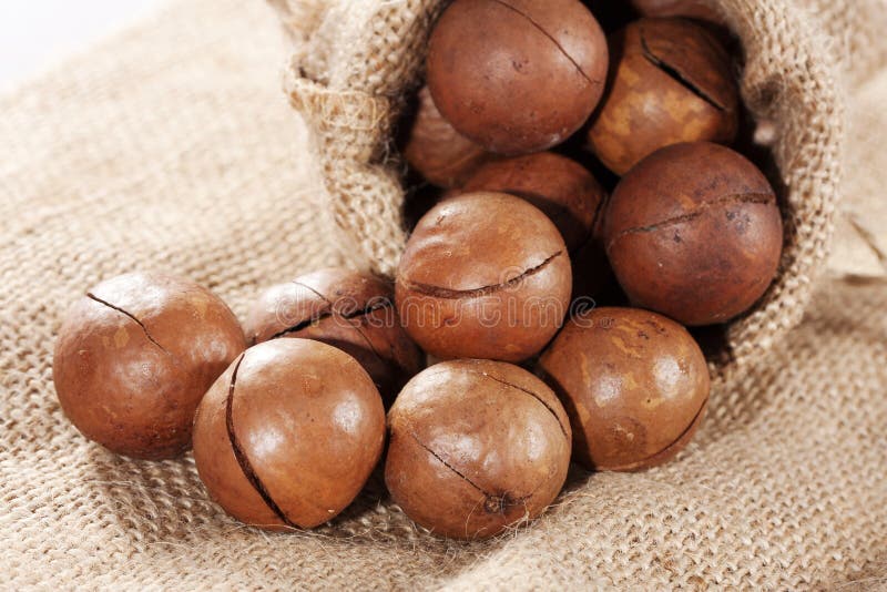 Macadamia καρύδι στοκ εικόνα με δικαίωμα ελεύθερης χρήσης Macadamia καρύδι στοκ εικόνα με δικαίωμα ελεύθερης χρήσης