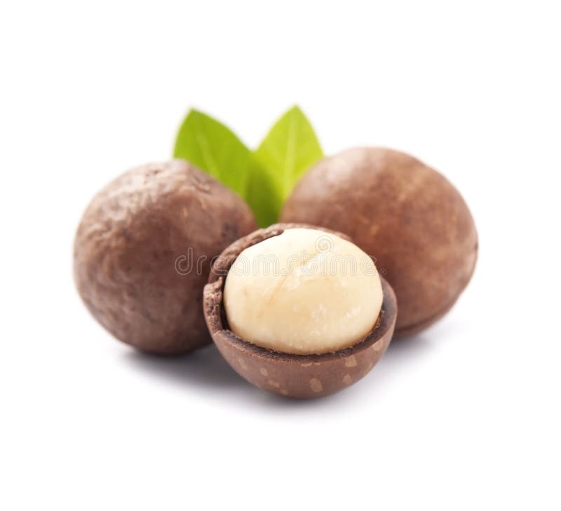 Macadamies Nuts with Leaves Stock Photo Image of macadamia, nutshell