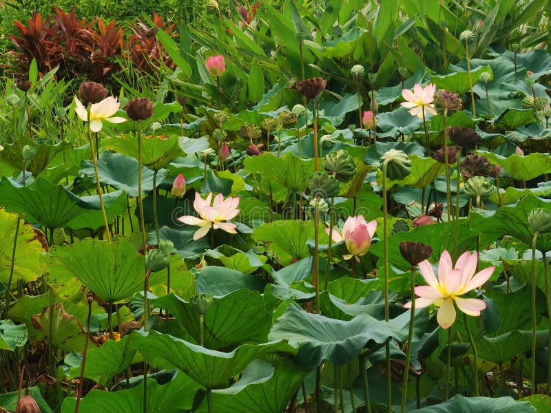 Macao taipa ecology trail trädgård utomhus större bay macau lotus blommorblomma blomma blommor blommande rött varmt rosa elegance stock illustrationer
