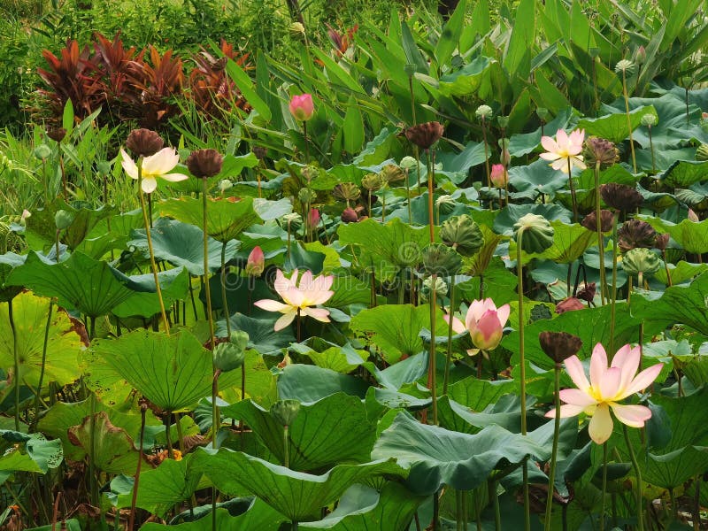 Macao taipa ecology trail trädgård utomhus större bay macau lotus blommorblomma blomma blommor blommande rött varmt rosa elegance stock illustrationer