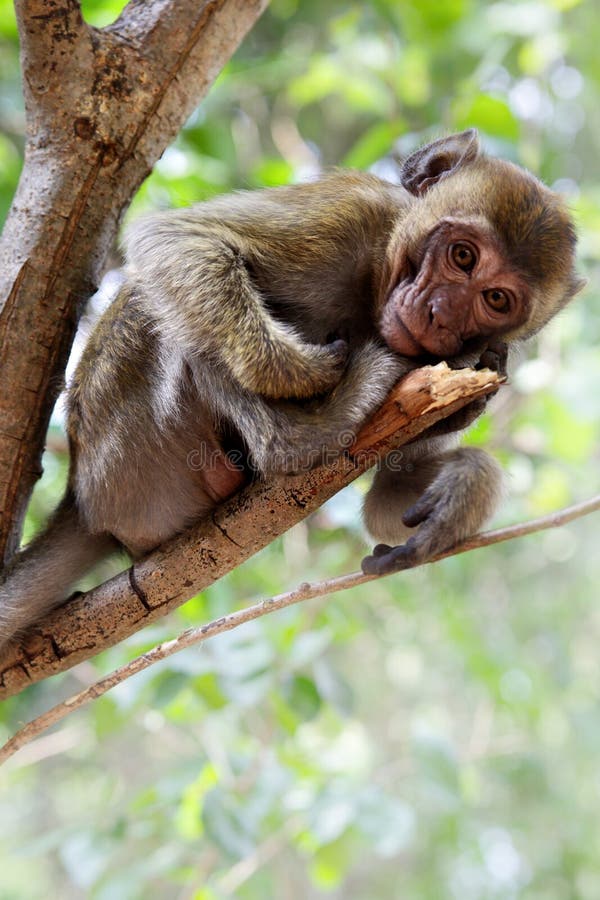 Macaque royalty free stock images