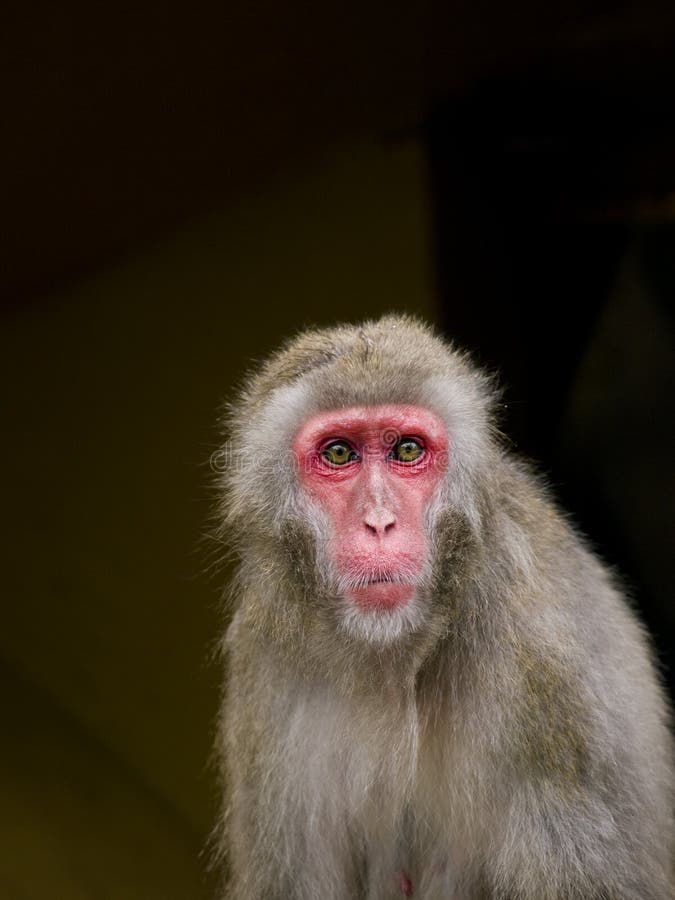 Macaque