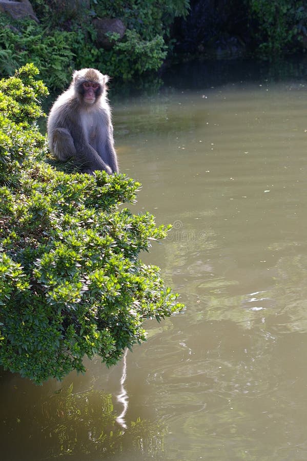 Macaque in a bush