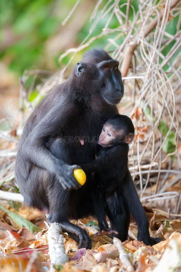 Retrato em macaco imagem de stock. Imagem de macaco - 171038437