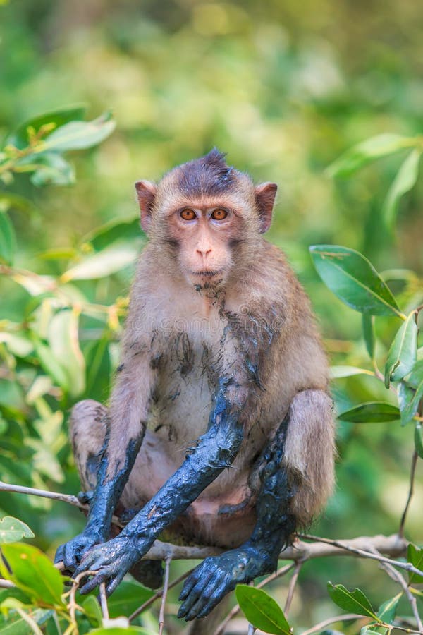 Macaque or Crabeating Macaque Stock Photo Image of furry, beauty