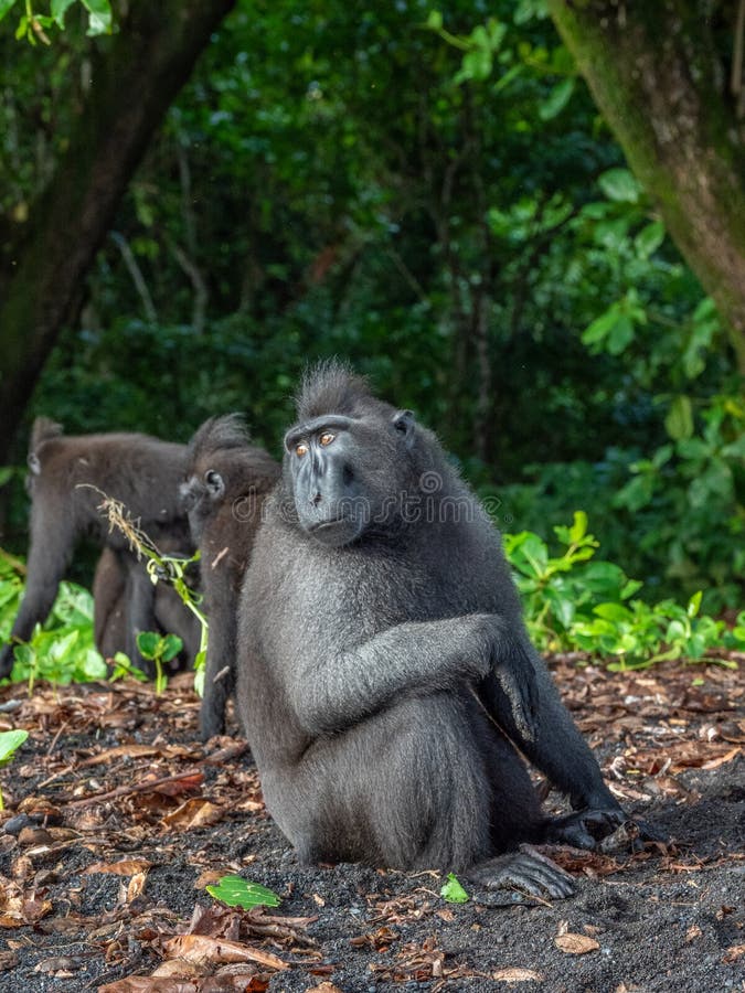 Macaque crêté de Sulawesi de mâle alpha photo stock Macaque crêté de Sulawesi de mâle alpha photo stock