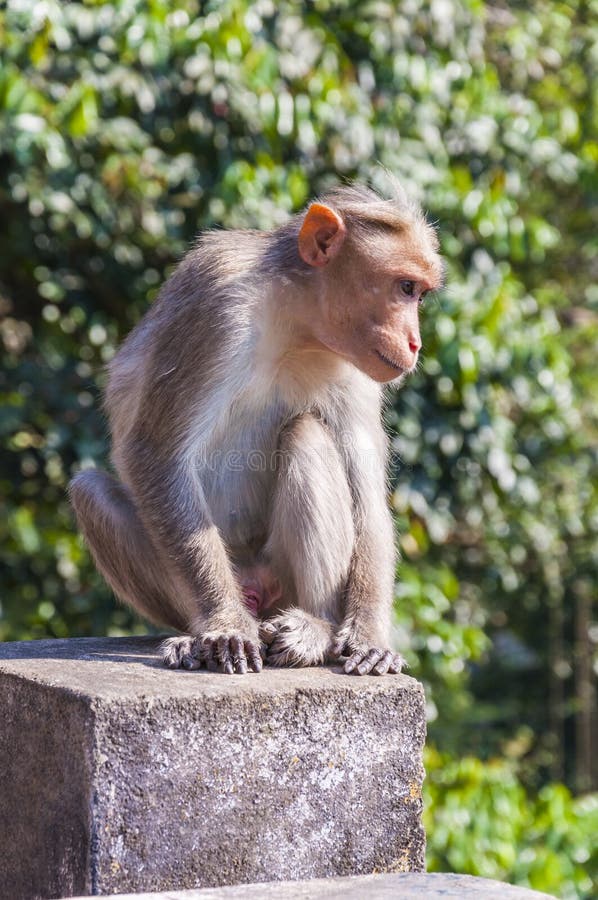 Macaque de capo que se sienta en el cubo concreto imagen de archivo Macaque de capo que se sienta en el cubo concreto imagen de archivo