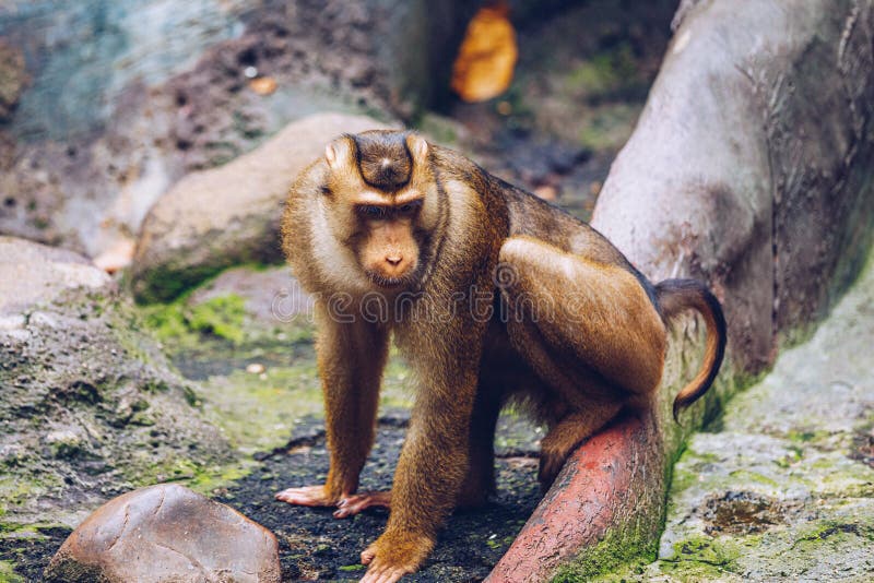 43,750 Fotos de Stock de Macaco Com Cara Engraçada - Fotos de Stock  Gratuitas e Sem Fidelização a partir da Dreamstime