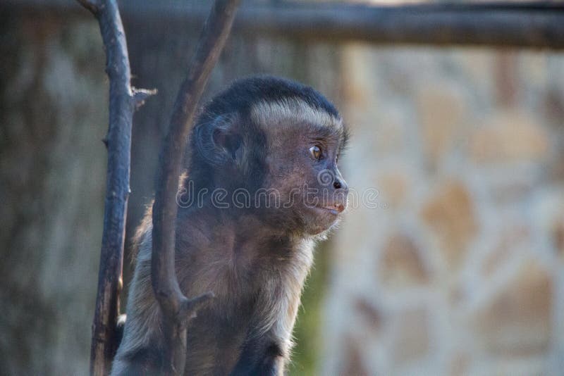 Monkey. Baby macaque. Blur. Crimea. Belogorsk. Crimea pearl. Taigan Lions Park. Black little monkey. Summer in Crimea. Safari Park. Funny. Monkey on a tree. Monkey in the zoo. Ð¢Ð°Ð¹Ð³Ð°Ð½. ÐŸÐ°Ñ€Ðº Ð»ÑŒÐ²Ð¾Ð². Ð”ÐµÑ‚ÐµÐ½Ñ‹Ñˆ Ð¼Ð°ÐºÐ°ÐºÐ¸. Monkey. Baby macaque. Blur. Crimea. Belogorsk. Crimea pearl. Taigan Lions Park. Black little monkey. Summer in Crimea. Safari Park. Funny. Monkey on a tree. Monkey in the zoo. Ð¢Ð°Ð¹Ð³Ð°Ð½. ÐŸÐ°Ñ€Ðº Ð»ÑŒÐ²Ð¾Ð². Ð”ÐµÑ‚ÐµÐ½Ñ‹Ñˆ Ð¼Ð°ÐºÐ°ÐºÐ¸.