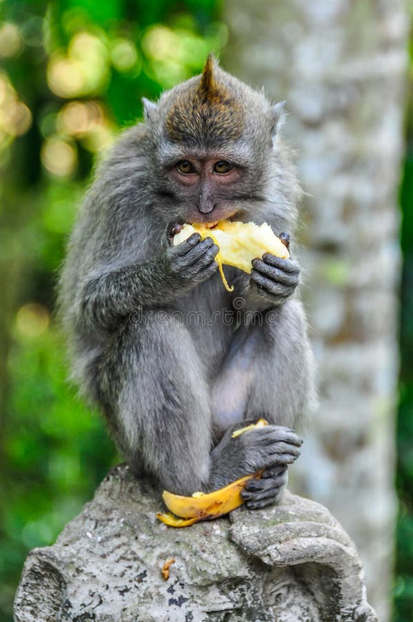 Macaque eating banana in Monkey Forest in Ubud, Bali. Macaque eating banana in Monkey Forest in the town of Ubud, Bali stock photo Macaque eating banana in Monkey Forest in Ubud, Bali. Macaque eating banana in Monkey Forest in the town of Ubud, Bali stock photo