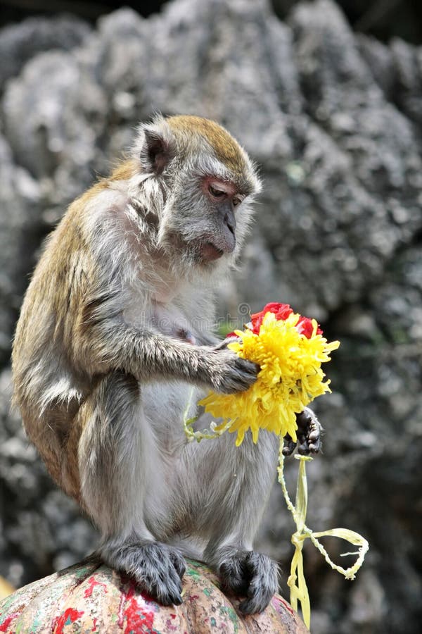 163 Monkey Holding Flower Stock Photos Free & RoyaltyFree Stock