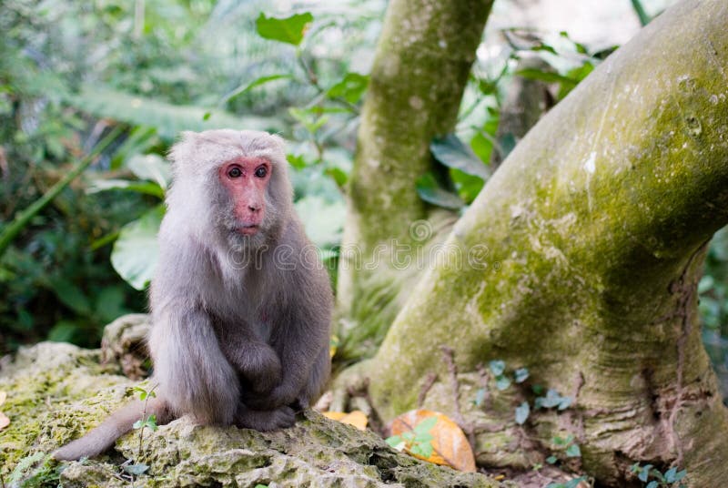 The Formosan Rock Macaque (Macaca cyclopis) is a macaque endemic to the island of Taiwan . The Formosan Rock Macaque (Macaca cyclopis) is a macaque endemic to the island of Taiwan .