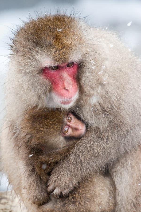 Adult Japanese Macaque Huddling with Infant. Adult Japanese Macaque Huddling with Infant