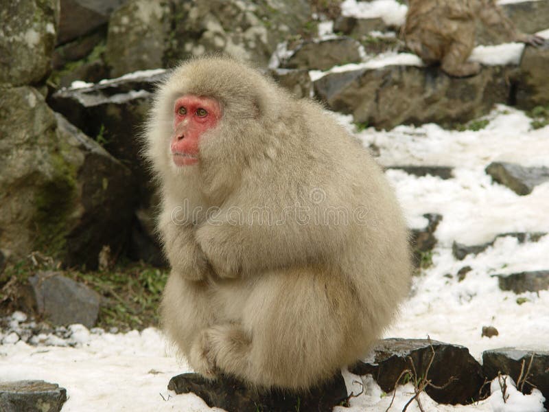 One Japanese Macaque or also known as snow monkey at Yudanaka near Nagano in Japan. One Japanese Macaque or also known as snow monkey at Yudanaka near Nagano in Japan