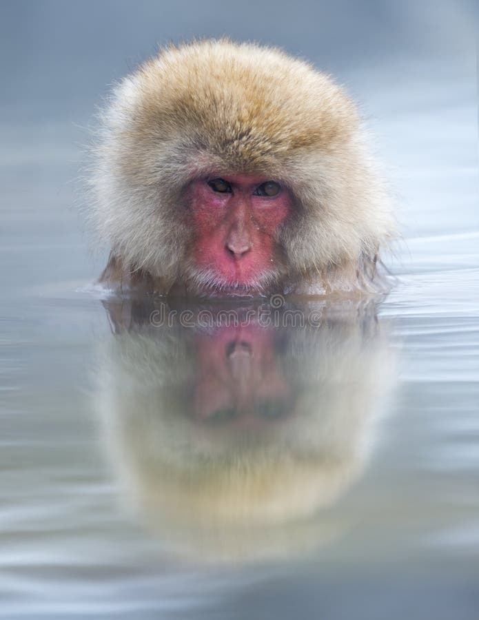 Macaque japonés fotografía de archivo libre de regalías Macaque japonés fotografía de archivo libre de regalías