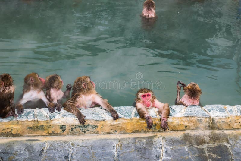 Macaque japonés del mono de la nieve en En-senador de las aguas termales, Hakodate, Japón foto de archivo Macaque japonés del mono de la nieve en En-senador de las aguas termales, Hakodate, Japón foto de archivo