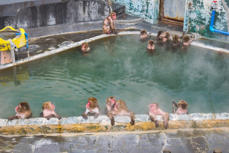 Macaque japonés del mono de la nieve en En-senador de las aguas termales, Hakodate, Japón imagenes de archivo Macaque japonés del mono de la nieve en En-senador de las aguas termales, Hakodate, Japón imagenes de archivo