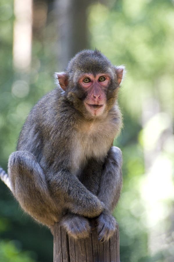 Macaco-japonês foto de stock