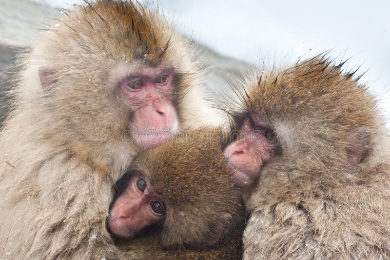 Macaco-japonês imagens de stock