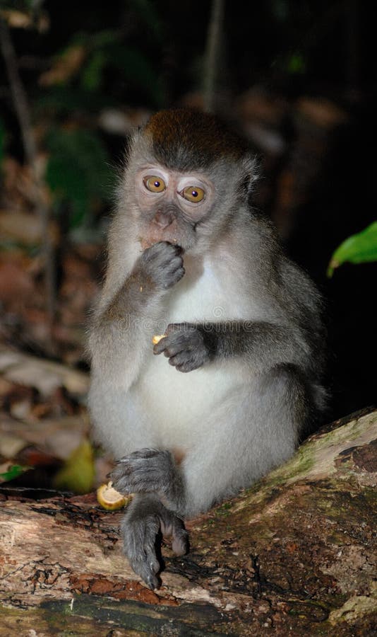 Macaque Long-tailed imagen de archivo Macaque Long-tailed imagen de archivo