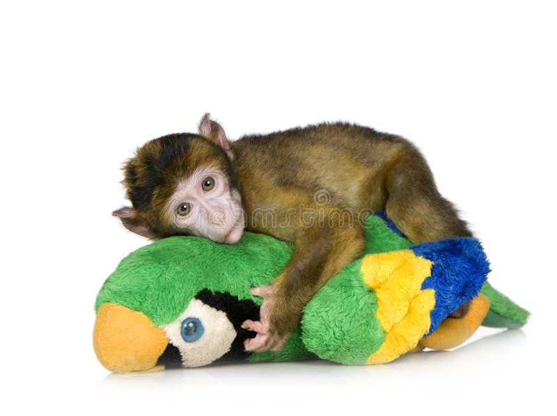 macaque macaca barbary младенца стоковое фото macaque macaca barbary младенца стоковое фото