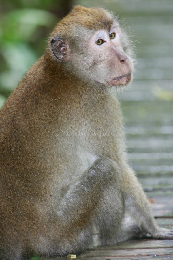 Macaque Monkey