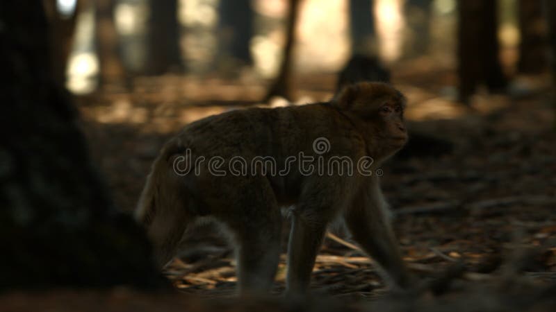 Macaque monkey in Azrou forest, Moroccan atlas royalty free stock photo Macaque monkey in Azrou forest, Moroccan atlas royalty free stock photo