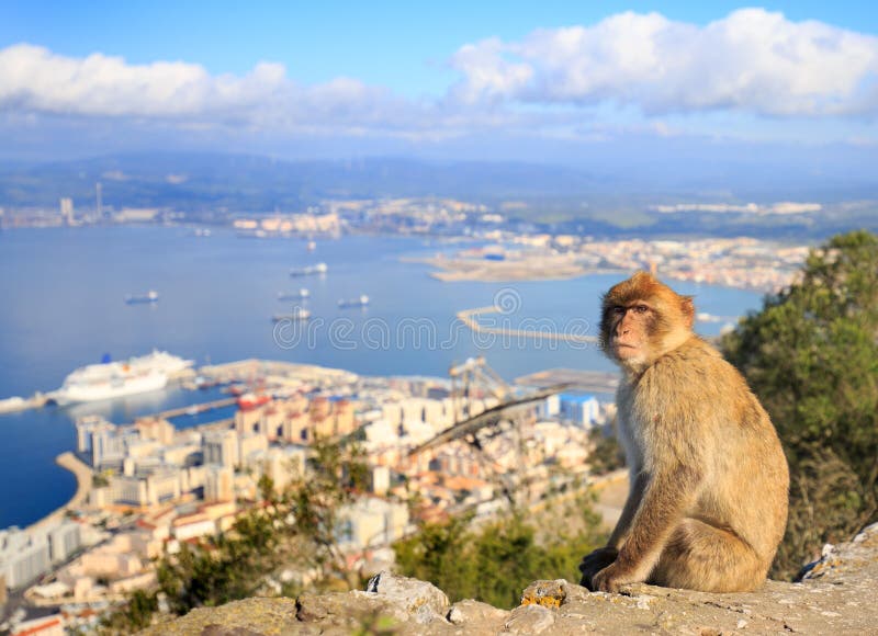 Macaque Monkey in Gibraltar