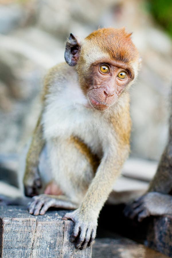1,461 Thai Monkeys Stock Photos Free & RoyaltyFree Stock Photos from