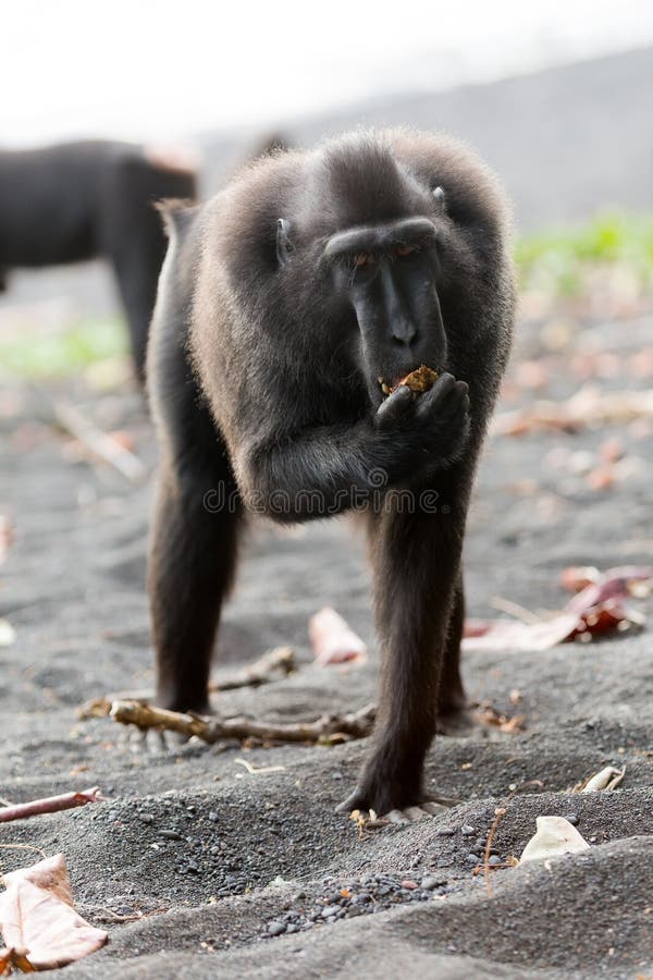 Retrato em macaco imagem de stock. Imagem de macaco - 171038437