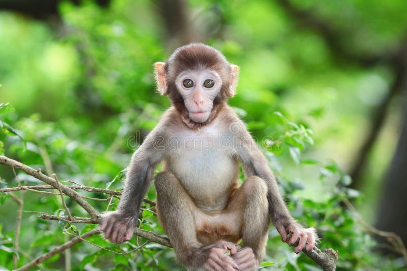 125 Fotos de Stock de Macaco Do Albino - Fotos de Stock Gratuitas e Sem  Fidelização a partir da Dreamstime