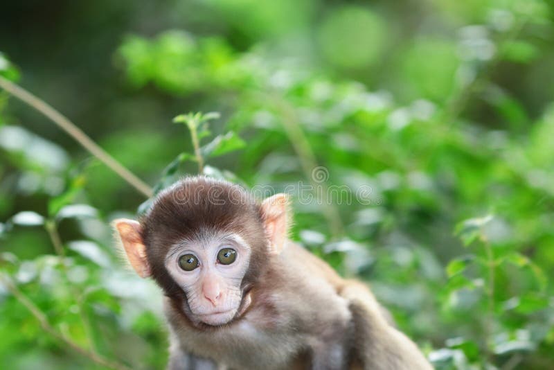 Foto de Albino Macaco Vervet e mais fotos de stock de Albino - Albino,  Macaco, Alimentar - iStock