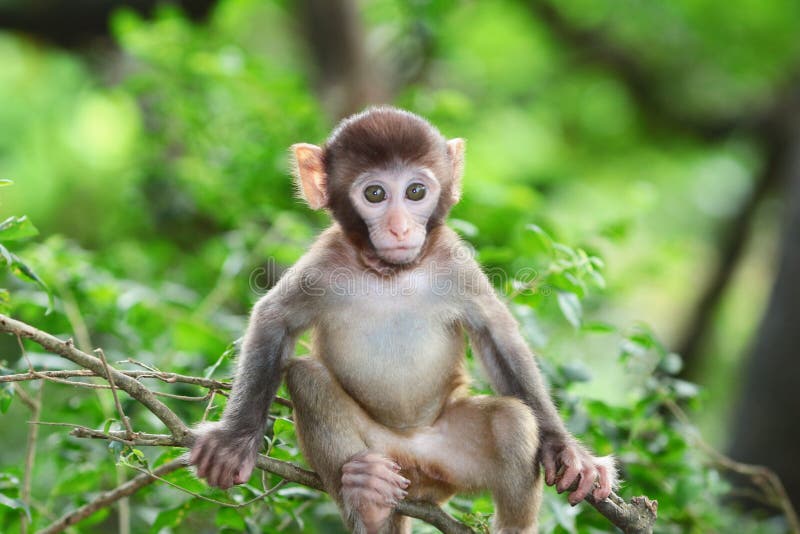 125 Fotos de Stock de Macaco Do Albino - Fotos de Stock Gratuitas