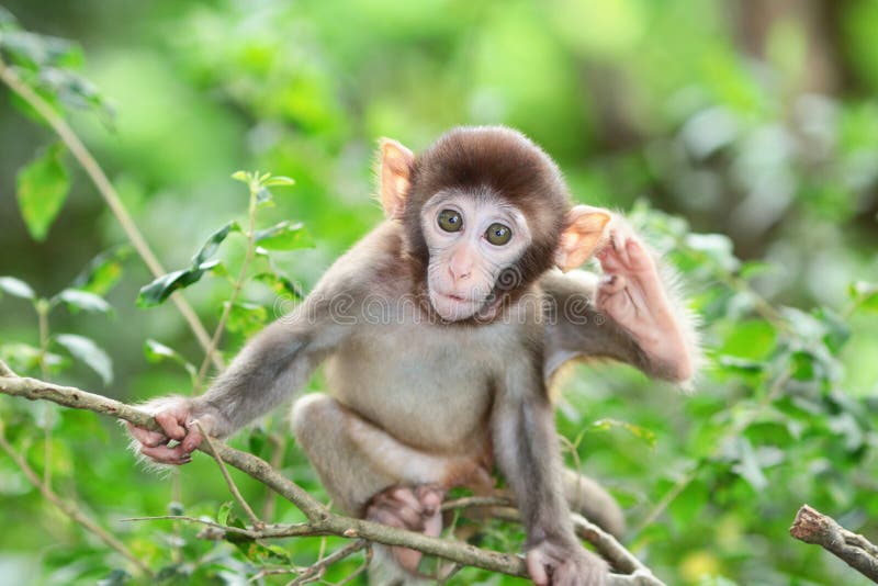 albino macaco